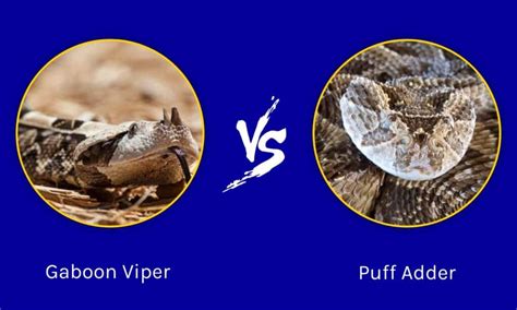 Gaboon Viper Vs Puff Adder The Differences Between Two Venomous Snakes