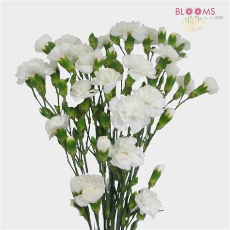 White Mini Carnations Flowers Wholesale Blooms By The Box