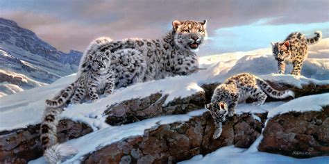 Snow Leopard Winter 4k Wallpaper Hd Animals 4k Wallpapers Images And