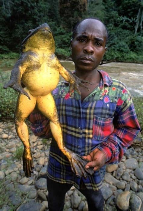 The Goliath Frog Conraua Goliath Of Africa Is The Worlds Largest