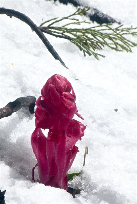Snow Plant Sarcodes Sanguinea Dianne Fristrom Flickr
