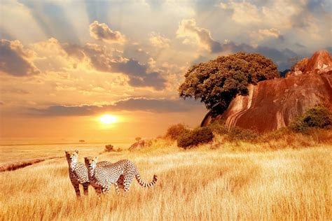 Serengeti National Park Shadows Of Africa