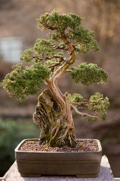 A Beginners Guide To Bonsai Artofit