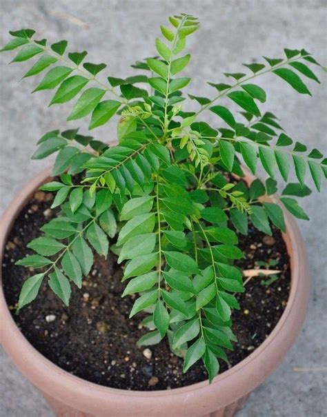 Curry Leaves Nature Nursery Central Indias Biggest Nursery In Indore
