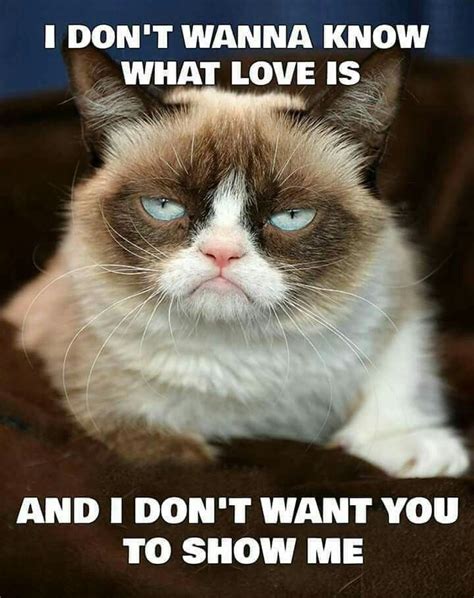 Grumpy Cat Thoughts On Love Grumpy Cat Quotes Funny Grumpy Cat Memes