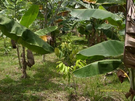 Tanaman koko merupakan tanaman komoditi ketiga pentingnya di malaysia. OMAZOL AGROTECH SB: PROJEK TANAMAN KOKO, PERLIS