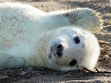 Farne Islands Grey Seal Colony Sees Record Breeding Year Express And Star