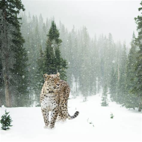 Leopard Wallpaper 4k Snow Winter Forest Snow Leopard Pine Trees