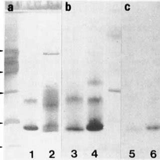 PhastSystem SDS PAGE And Western Blotting Of BFGFs A Silver Staining