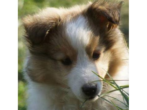 Shetland Sheepdog Lassie 2013 Den Dejligste Smukkeste Pige