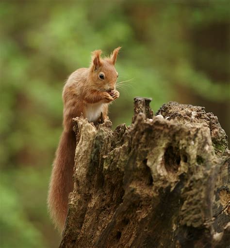 Hd Wallpaper Wild Life Photo Of Brown Squirrel Crawling On Tree Red