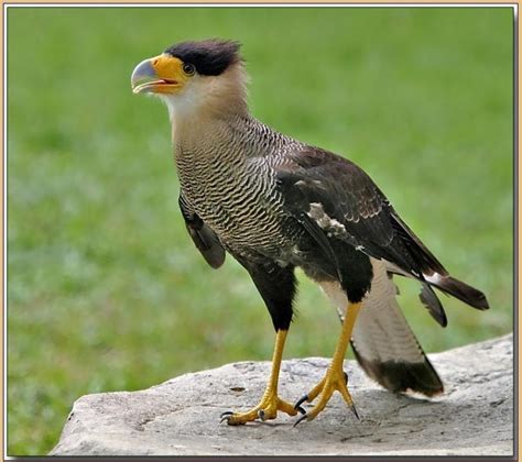 Crested caracara, northern caracara, or crested caracara (caracara cheriway) by jeffrey i had a great time with matt shetzer on his south texas bird photography workshop back in late january. Crested Caracara