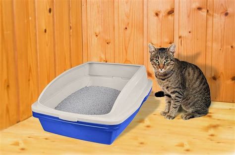 How To Make A Sifting Litter Box Ideas Do Yourself Ideas