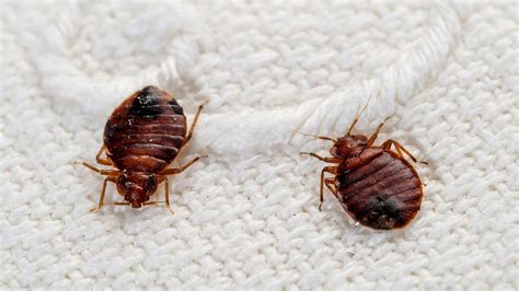 How Dangerous Are Bed Bugs Danger Choices