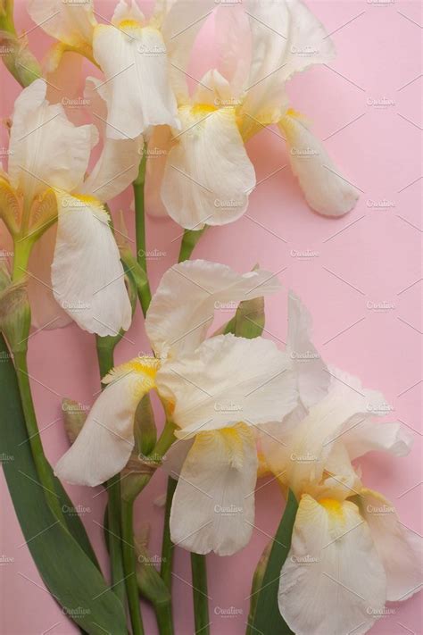Irises On Pink Background By Arymer Pink Background Pink Flowers