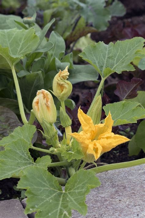 Zucchini sind starkzehrer und vertragen auch frischen kompost oder dung. Gurken anbauen, pflanzen, pflegen, ernten | Gemüse ...