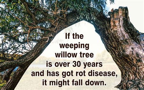 Weeping Willow Tree Problems