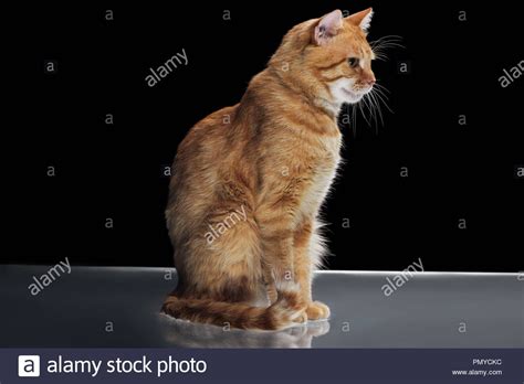 Download This Stock Image Side View Of Cute Domestic Red Cat Sitting