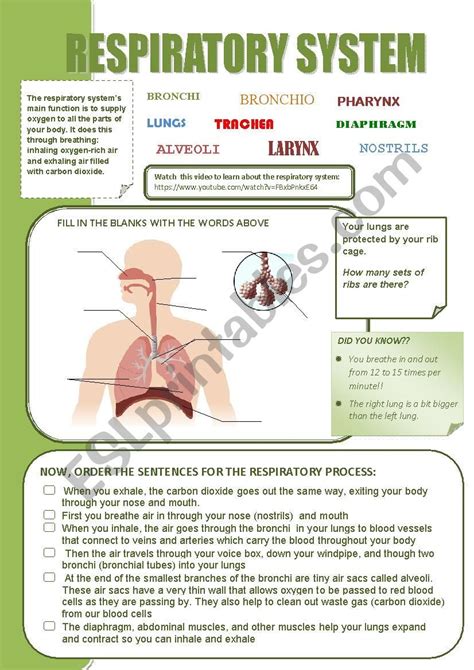 A Worksheet To Learn About The Respiratory System With A Link To A