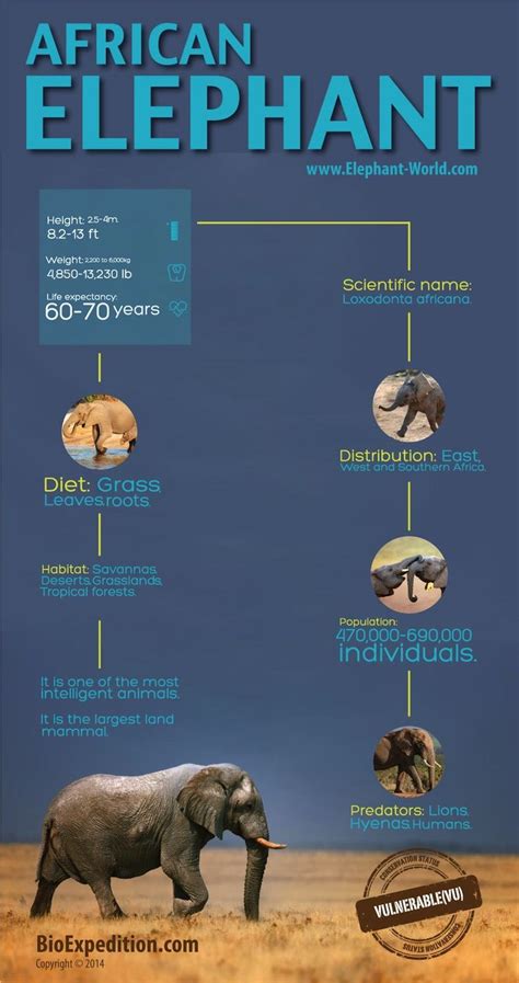 African Elephant Infographic Mammals African Elephant African