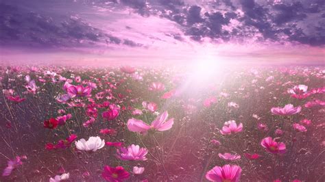 Pink Flower Wallpaper 4k Cosmos Sunrise Garden Sky View