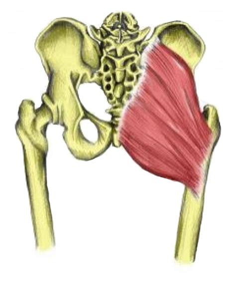 Hip And Groin Muscles