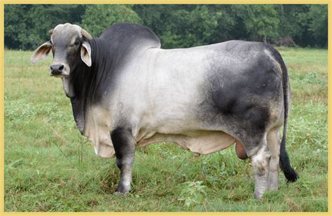 Brahman Cattle Breeding Of The Brahman Cattle Breed Stock Image Image