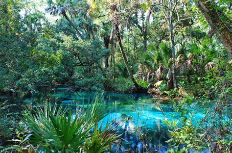 Fern Hammock Springs 1 The Juniper Springs Recreation Area Flickr