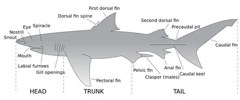 Shark Biology Mcc