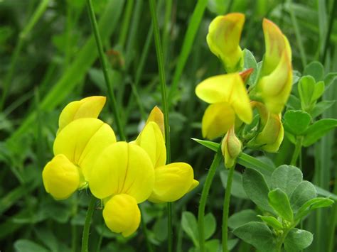 Herbal Picnic Birds Foot Trefoil