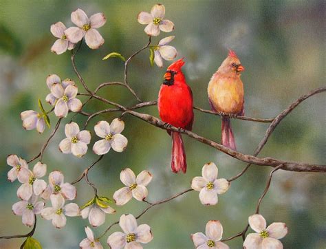 42 Cardinal Bird Desktop Wallpaper On Wallpapersafari