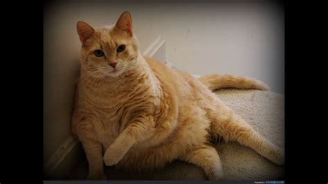 Fat Cat So Cute Youtube