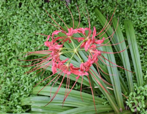 Lycoris Radiata Equinox Flower Hurricane Lily Naked Lily Red Magic Lily Red Spider Lily