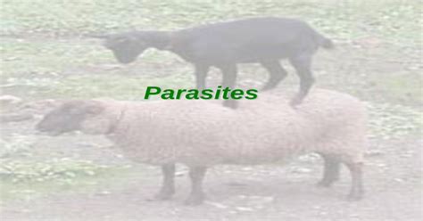 Pdf Internal And External Parasites Of Goats Phbamaiyi