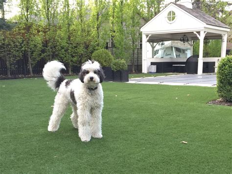 Artificial grass for dogs is the safe and effective solution that all pet owners can benefit from. Artificial Grass for Dogs, Pet Turf Toronto And Area