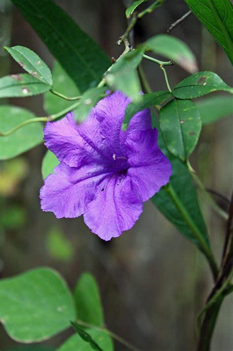 Southern Lagniappe A Late Bloomer