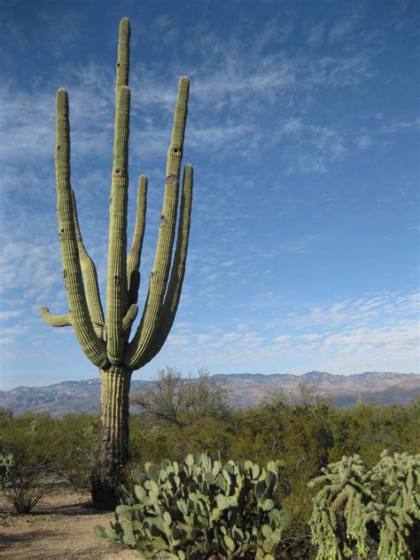 Cactus Forest Trail Saguaro National Park A Popular Hike Inside The