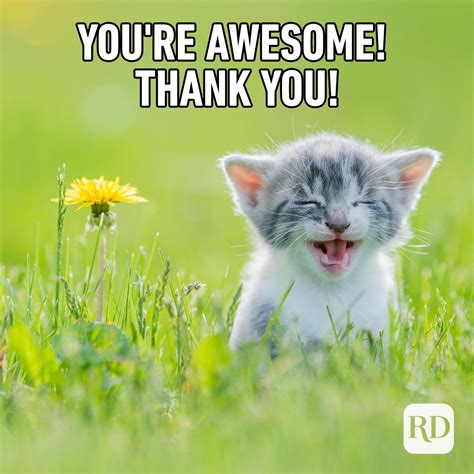 23 Funny Thank You Memes Readers Digest