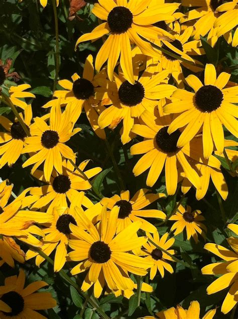 Yellow Flowers Black Eyed Susan Just Dream World Of Color Daisy