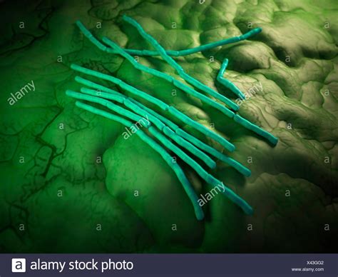 Bacillus Cereus Bacteria Illustration Stock Photo Alamy