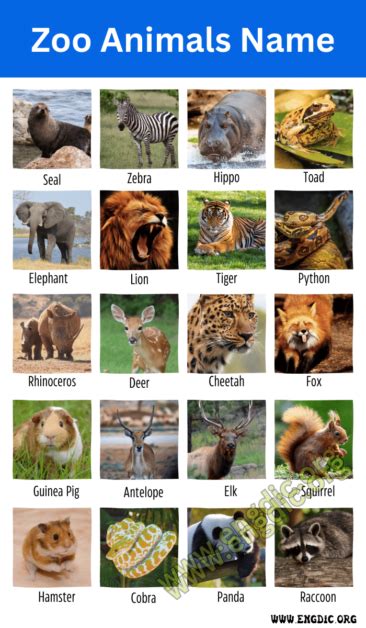 250 Zoo Animals Name With Pictures And Fun Facts Engdic