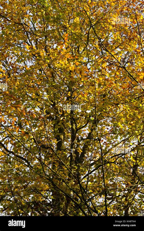 Common Beech Tree In Autumn Colours In Shipton Under Wychwood