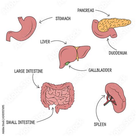 Vector Illustration Of Human Digestive System Vector Drawing Of