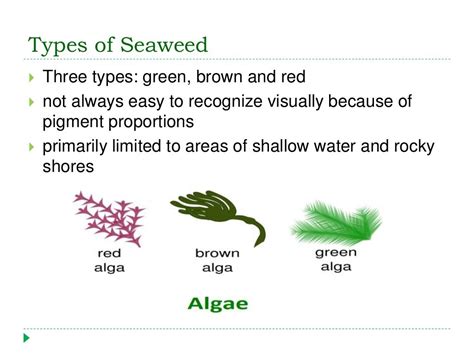 Chapter 6 Seaweed