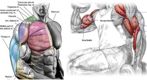 2 Most Powerful Biceps Workout Plans Workout Plan Gym
