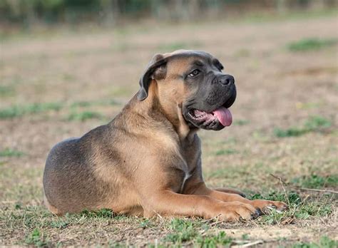 Cane Corso Dog Breed Details My Dogs Name