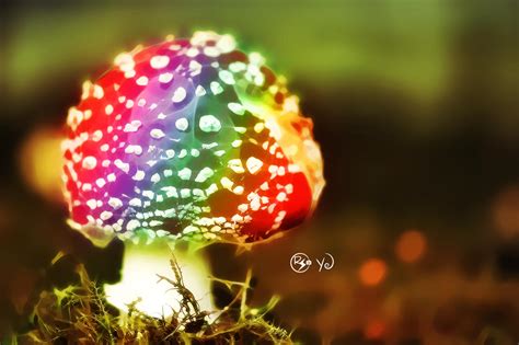 Mushroom Rainbow Colors By Yoeditor On Deviantart
