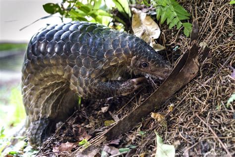 China Removes Pangolin Scales From Traditional Medicine List Cicada
