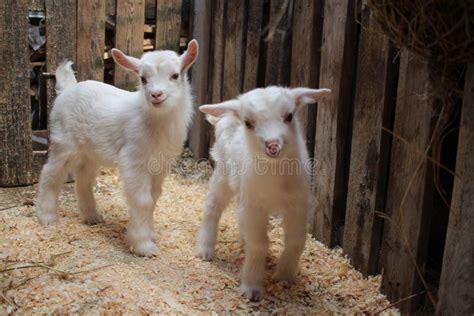 Two Small Newborn White Baby Goats An Animal On The Farm Stock Image