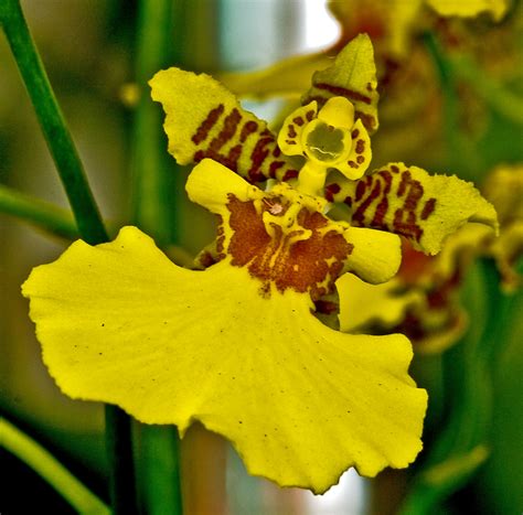 They will bloom for four to eight weeks at a time. Dancing Lady Orchid, With Corsage | Bill Adams | Flickr